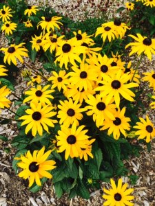 Rudbeckia