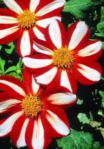 Dahlia 'Union Jack', bred in the 1880s. 
