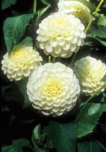 The white aster, bred in 1879.