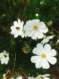 White cosmos