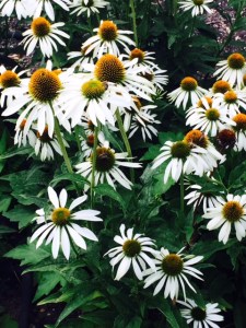 White echinacea