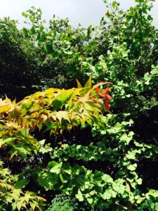 Acer palmatum 'Osakazuki'.