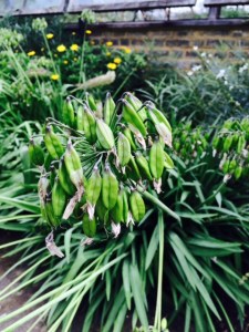 Agapanthus seedhead.