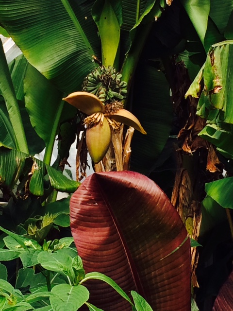 The possibility of bananas.