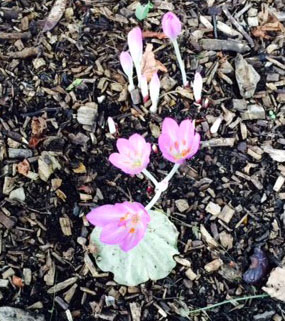 Colchicum, autumn crocus.