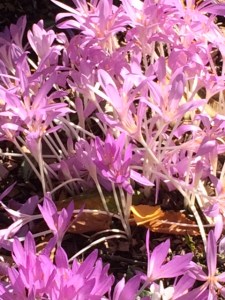 Colchicum