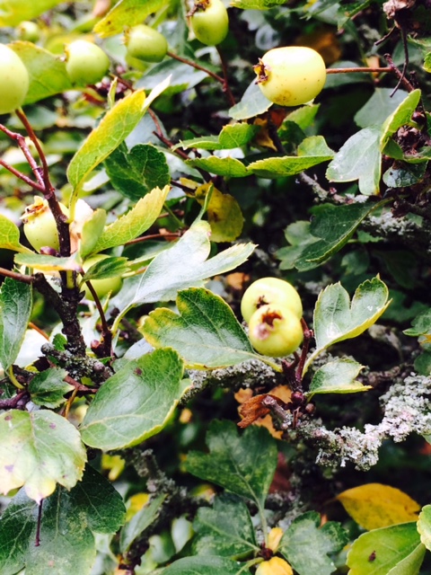 Crataegus laevigata 'Aurea'.