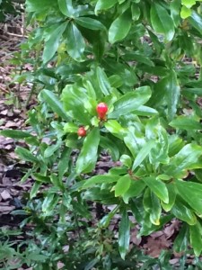 Pomegranate tree in the Botanic Garden, Cambridge.