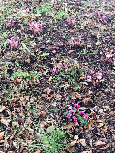 There were a couple of cyclamen showing under the trees at the beginning of autumn: now there are masses.