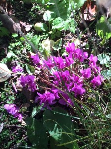 Cyclamen