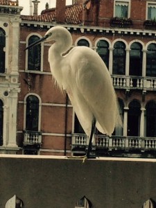 A visitor to Palazzo Franchetti.