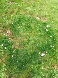 A fairy ring of fungus.
