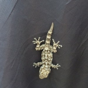 A visitor to the breakfast table.