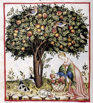 A lady tries to save the crop from predatory wildlife. Credit: Wellcome Library, London. Wellcome Images images@wellcome.ac.uk http://wellcomeimages.org Pomegranate Tree. Codex Vindobonensis series nova 2644 der Osesterreichischen Nationalbibliothek Graz, Austria: Akademische Druck-u Verlagsanstalt, 1967. Drawing Tacuinum sanitatis in medicina Published: - Copyrighted work available under Creative Commons Attribution only licence CC BY 4.0 http://creativecommons.org/licenses/by/4.0/