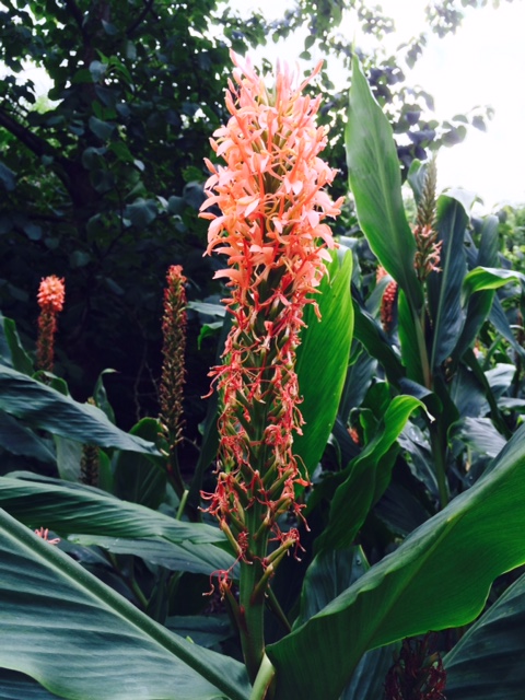 Hedychium gardnerianum.