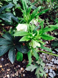 A surprisingly early flowering hellebore.