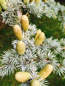 Larch cones.