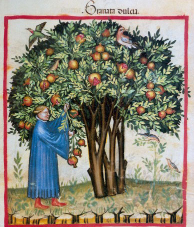 A man does not have to contend with rabbits. (Credit: Wellcome Library, London.) 