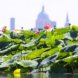 Lotus on the lake, with Mantua behind.