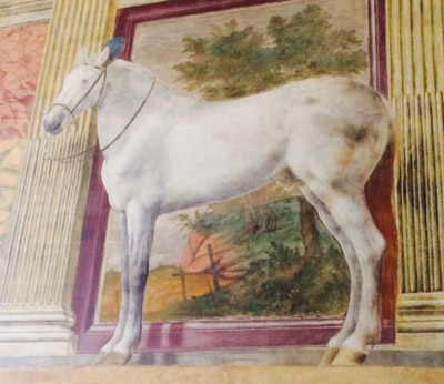 A thoroughbred Gonzaga horse.