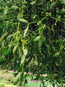 Mistletoe in a hawthorn tree.