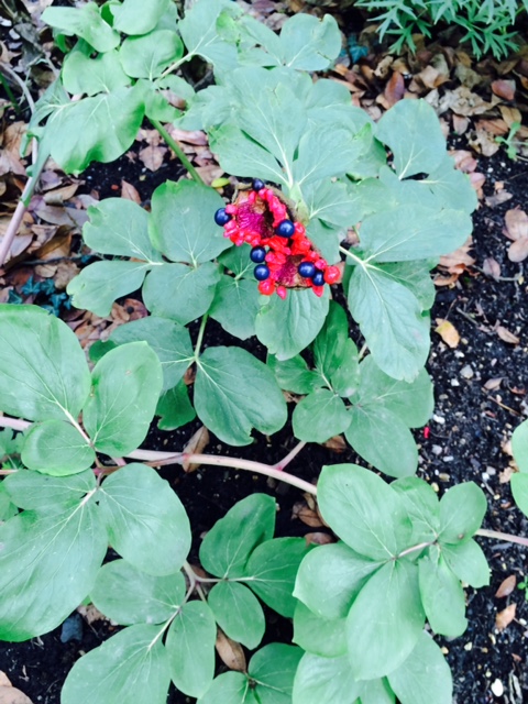 Seeds of Paeonia mlokosewitschii, 'Molly the Witch'.