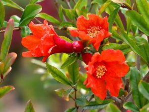 Pomegranate flowers.