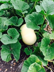 A pumpkin in the systematic beds.