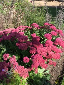 Red sedum in Cambridge University Botamic Garden at the autumn equinox.