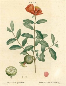 Pomegranate, by Redouté, 1809.