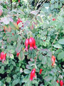 Rosehips.
