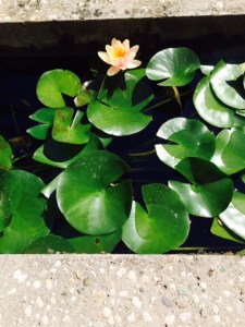 Waterlilies in the garden of Museo Querini Stampalia.
