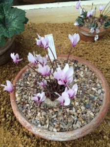 C. africanum, flowers appearing before the leaves.