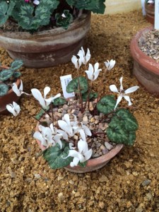 C. cilicium, with pure white flowers.