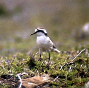 Charadrius sanctaehelenae, the wirebird or St helena plover, now critically endangered.