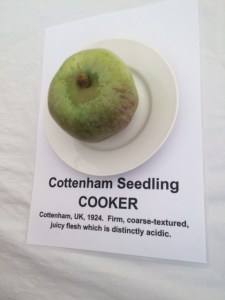 A sample of the Cottenham Seedling.