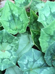 Leaf patterns on cyclamen – no two alike!