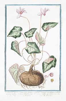 Bonelli's painting, showing the tuber and seeds as well as the leaves and flowers.
