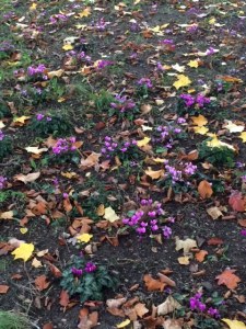 A carpet of cyclamen near the Hills Road gate at CUBG.