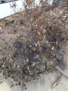 The St Helena ebony, Trochetiopsis ebenus, looking a bit tired.