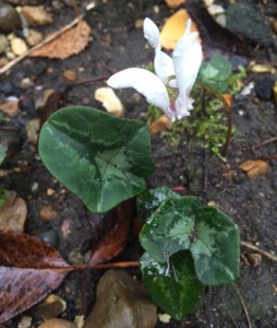 A solitary flower in the rain in my garden.