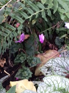 These cyclamen grow under the famous apple tree, a scion of Sir Isaac Newton's, in CUBG.