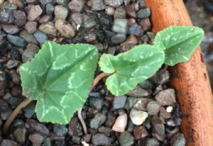 Year-old seedlings, looking hopeful.