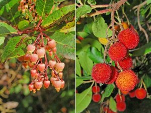 Arbutus unedo, the strawberry tree, showing both flowers and fruit.
