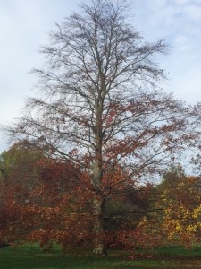 Fagus sylvatica in Cambridge University Botanic Garden.