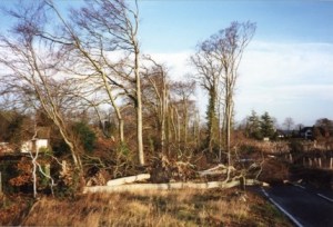 Beeches after the 1987 storm.
