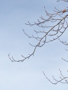 The tracery of beech branches.
