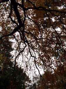 Inside the canopy of a beech.