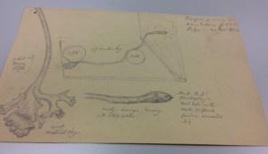 Pencil sketch of an unnamed fungus, lurking under Christ's College.