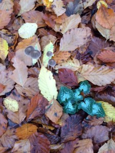 Fungus and cyclamen growing up through the leaf cover.